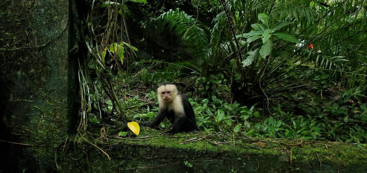 Gorgona National Park, Colombia